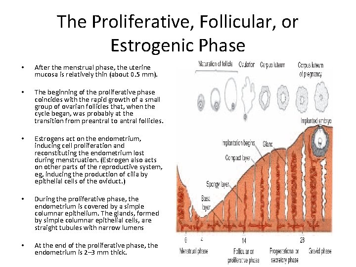 The Proliferative, Follicular, or Estrogenic Phase • After the menstrual phase, the uterine mucosa