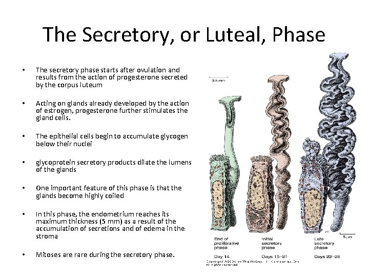 The Secretory, or Luteal, Phase • The secretory phase starts after ovulation and results