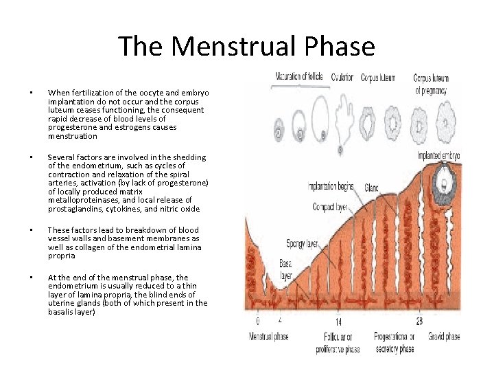 The Menstrual Phase • When fertilization of the oocyte and embryo implantation do not