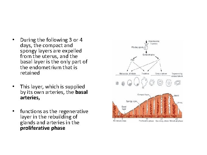  • During the following 3 or 4 days, the compact and spongy layers