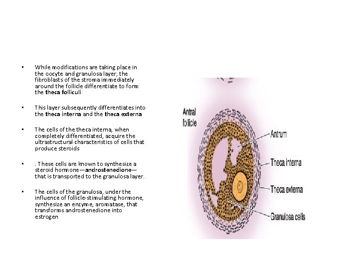  • While modifications are taking place in the oocyte and granulosa layer, the