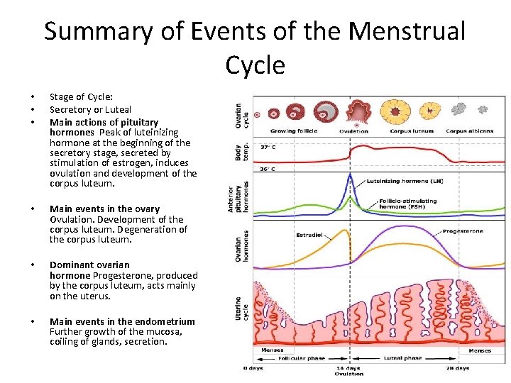 Summary of Events of the Menstrual Cycle • • • Stage of Cycle: Secretory