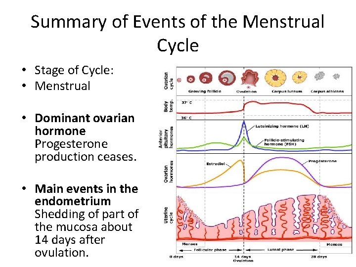 Summary of Events of the Menstrual Cycle • Stage of Cycle: • Menstrual •