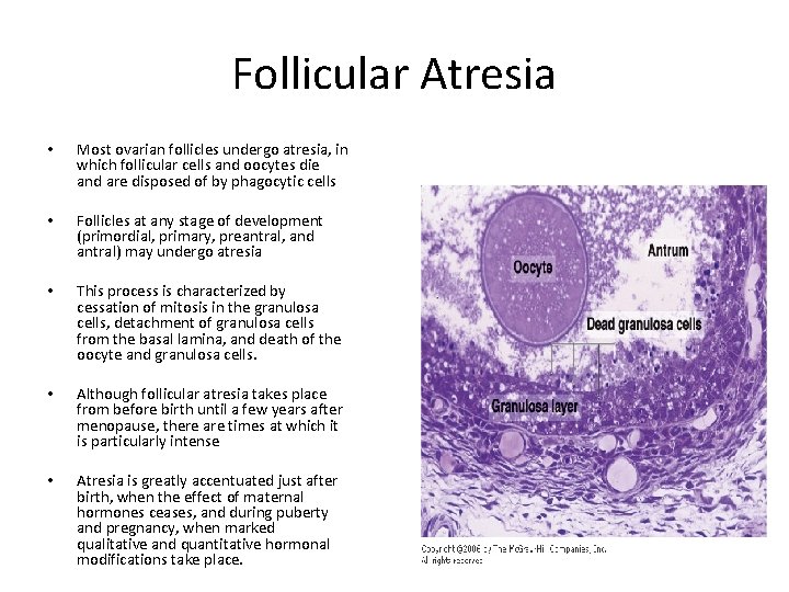 Follicular Atresia • Most ovarian follicles undergo atresia, in which follicular cells and oocytes