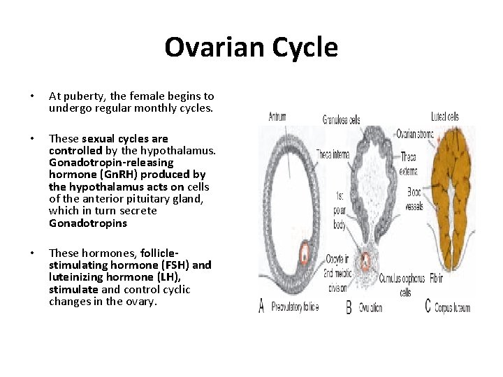 Ovarian Cycle • At puberty, the female begins to undergo regular monthly cycles. •