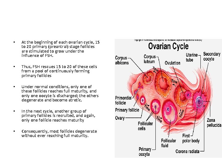  • At the beginning of each ovarian cycle, 15 to 20 primary (preantral)