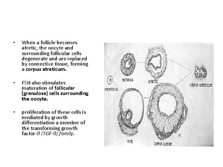  • When a follicle becomes atretic, the oocyte and surrounding follicular cells degenerate