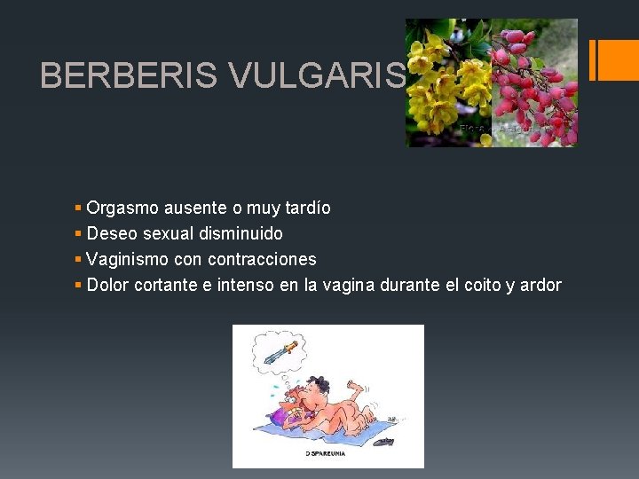 BERBERIS VULGARIS § Orgasmo ausente o muy tardío § Deseo sexual disminuido § Vaginismo