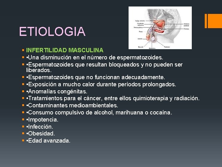 ETIOLOGIA § INFERTILIDAD MASCULINA § • Una disminución en el número de espermatozoides. §