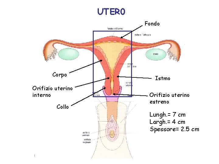 UTER 0 Fondo Corpo Orifizio uterino interno Collo Istmo Orifizio uterino estreno Lungh. =