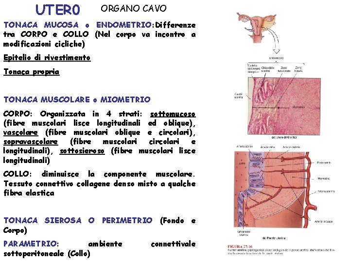 UTER 0 ORGANO CAVO TONACA MUCOSA o ENDOMETRIO: Differenze tra CORPO e COLLO (Nel