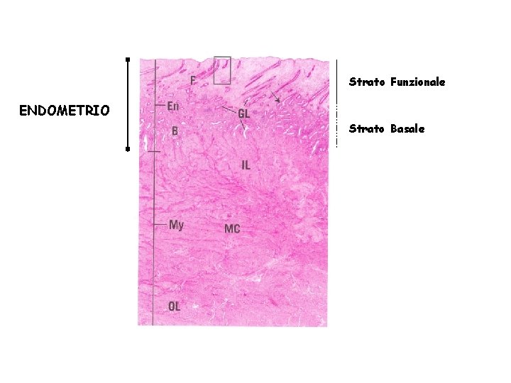 Strato Funzionale ENDOMETRIO Strato Basale 