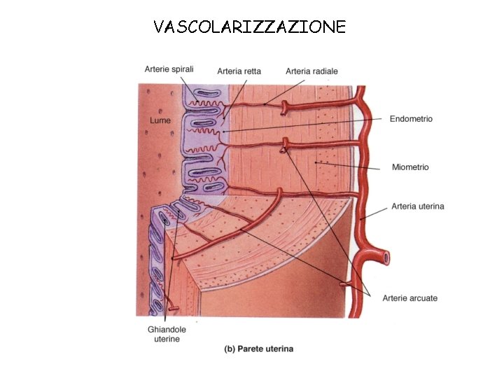 VASCOLARIZZAZIONE 