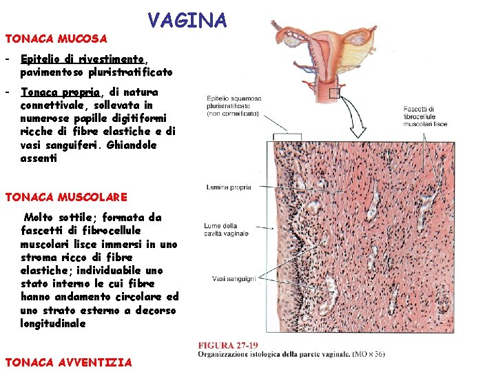 TONACA MUCOSA VAGINA - Epitelio di rivestimento, pavimentoso pluristratificato - Tonaca propria, di natura