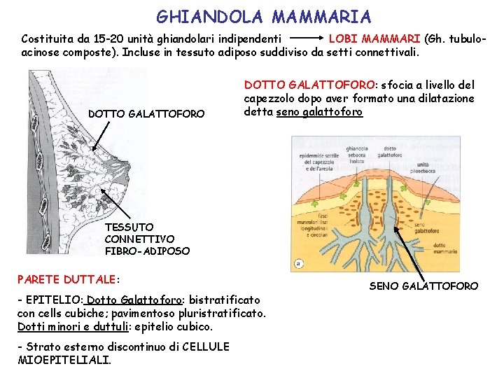 GHIANDOLA MAMMARIA Costituita da 15 -20 unità ghiandolari indipendenti LOBI MAMMARI (Gh. tubuloacinose composte).