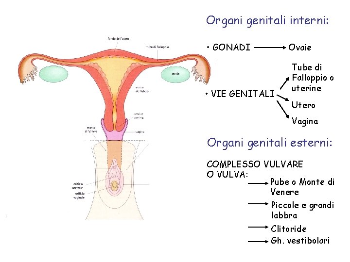 Organi genitali interni: • GONADI Ovaie • VIE GENITALI Tube di Falloppio o uterine