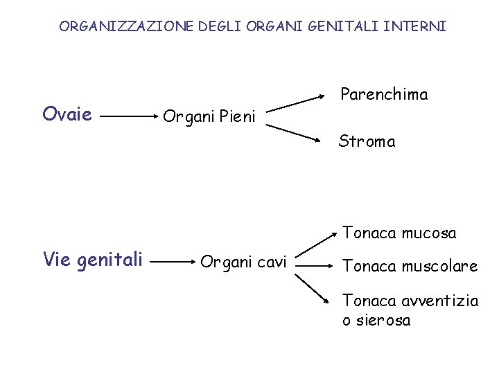 ORGANIZZAZIONE DEGLI ORGANI GENITALI INTERNI Ovaie Organi Pieni Parenchima Stroma Tonaca mucosa Vie genitali