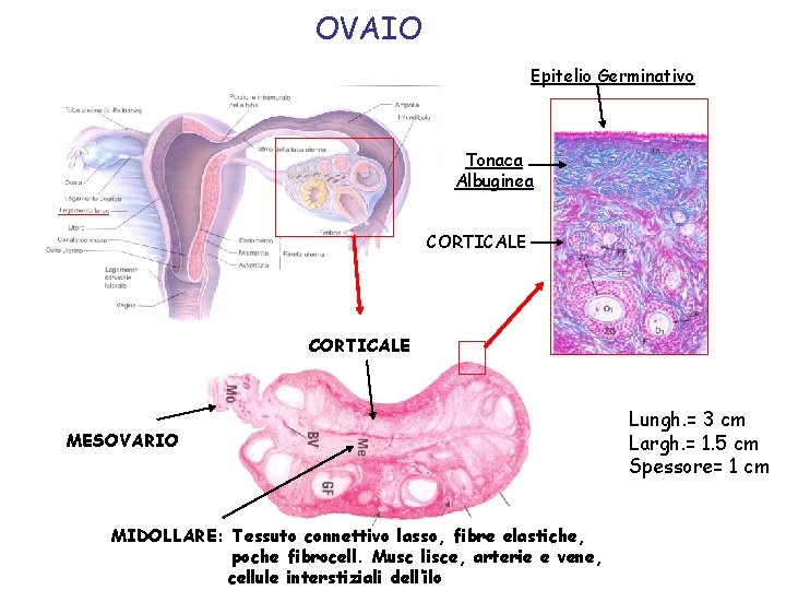 OVAIO Epitelio Germinativo Tonaca Albuginea CORTICALE MESOVARIO MIDOLLARE: Tessuto connettivo lasso, fibre elastiche, poche