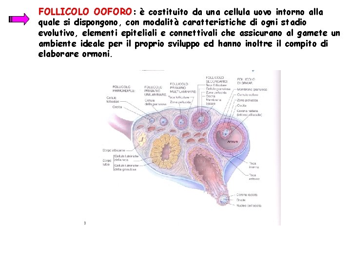 FOLLICOLO OOFORO: è costituito da una cellula uovo intorno alla quale si dispongono, con