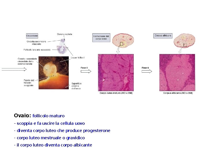 Ovaio: follicolo maturo - scoppia e fa uscire la cellula uovo - diventa corpo