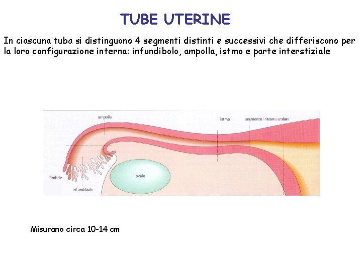 TUBE UTERINE In ciascuna tuba si distinguono 4 segmenti distinti e successivi che differiscono