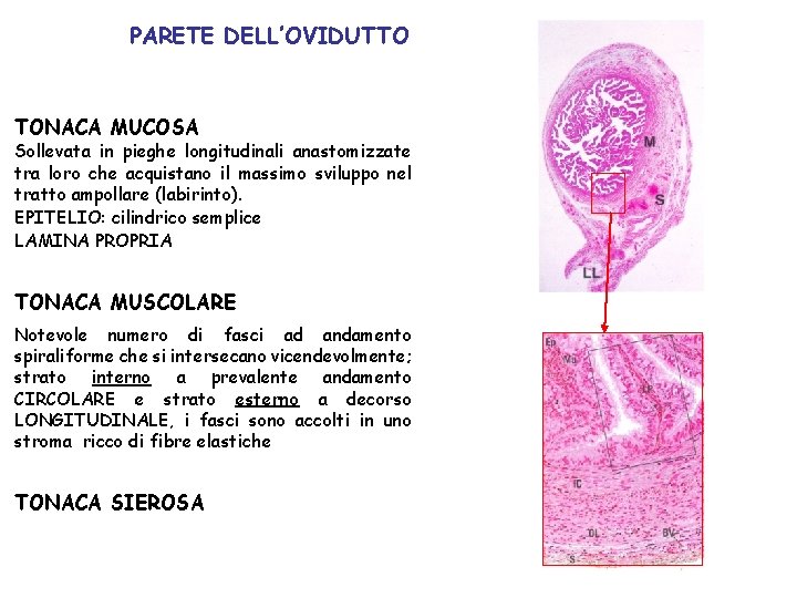 PARETE DELL’OVIDUTTO TONACA MUCOSA Sollevata in pieghe longitudinali anastomizzate tra loro che acquistano il