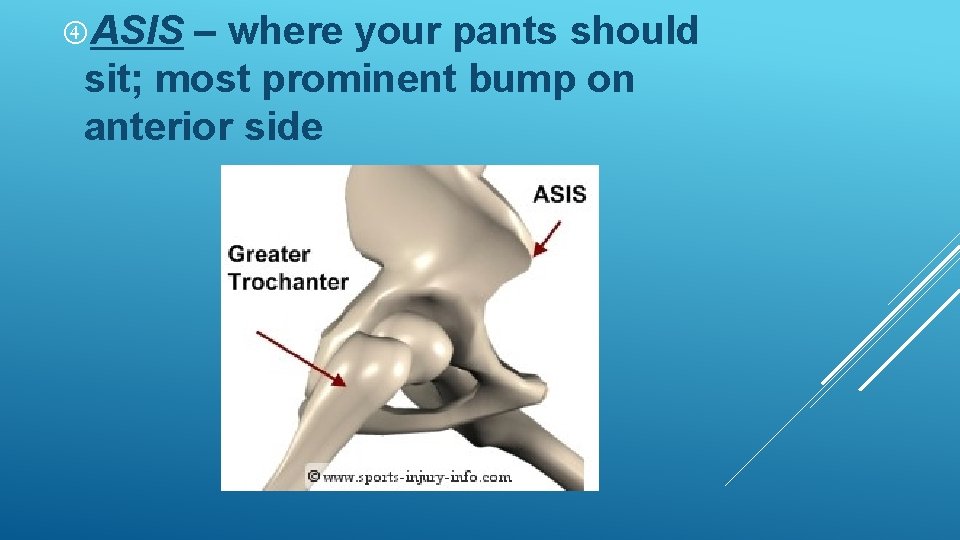 ASIS – where your pants should sit; most prominent bump on anterior side ASIS – where your pants should sit; most prominent bump on anterior side
