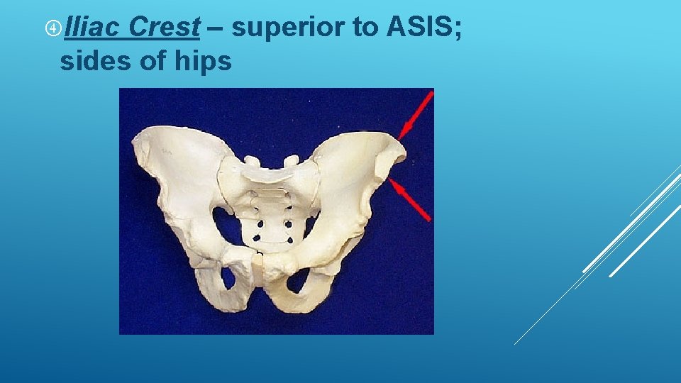 Iliac Crest – superior to ASIS; sides of hips Iliac Crest – superior to ASIS; sides of hips