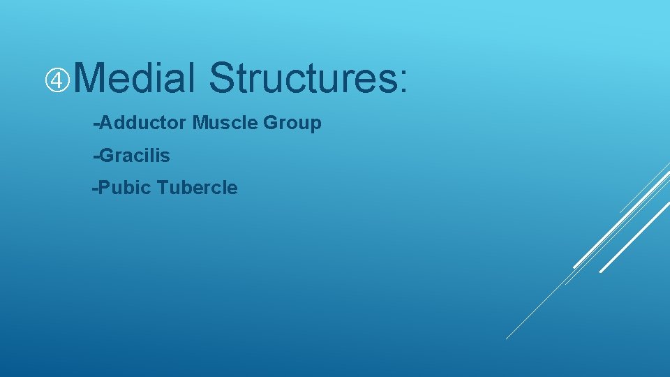 Medial Structures: -Adductor Muscle Group -Gracilis -Pubic Tubercle Medial Structures: -Adductor Muscle Group -Gracilis -Pubic Tubercle