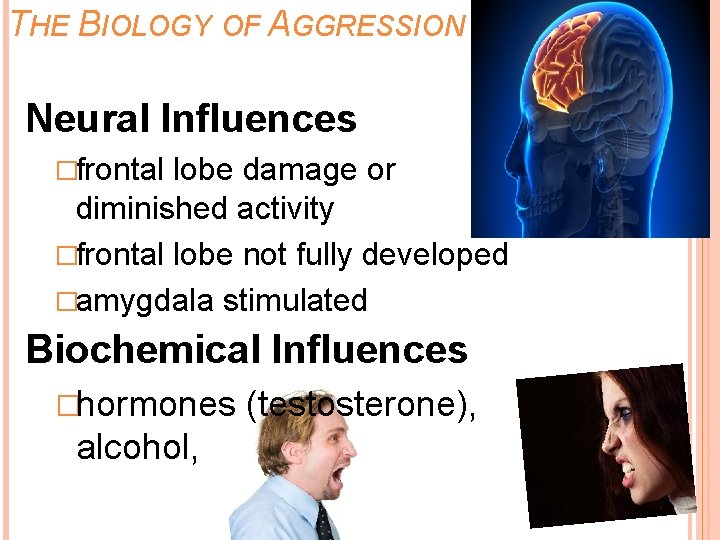 THE BIOLOGY OF AGGRESSION Neural Influences �frontal lobe damage or diminished activity �frontal lobe