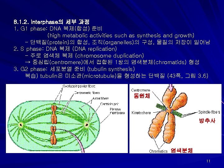8. 1. 2. interphase의 세부 과정 1. G 1 phase: DNA 복제(합성) 준비 (high