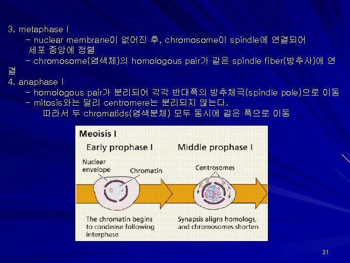 3. metaphase I - nuclear membrane이 없어진 후, chromosome이 spindle에 연결되어 세포 중앙에 정렬