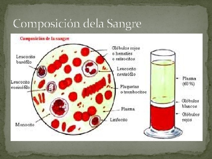 Composición dela Sangre 