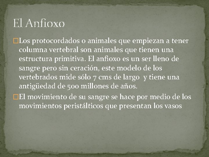 El Anfioxo �Los protocordados o animales que empiezan a tener columna vertebral son animales