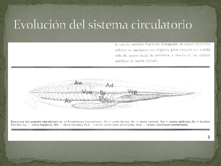 Evolución del sistema circulatorio 