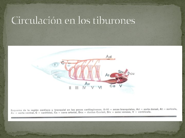 Circulación en los tiburones 