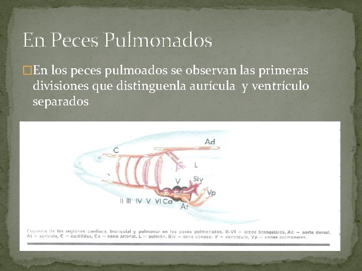 En Peces Pulmonados �En los peces pulmoados se observan las primeras divisiones que distinguenla