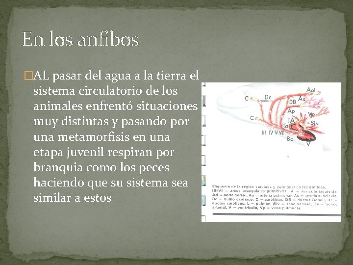 En los anfibos �AL pasar del agua a la tierra el sistema circulatorio de