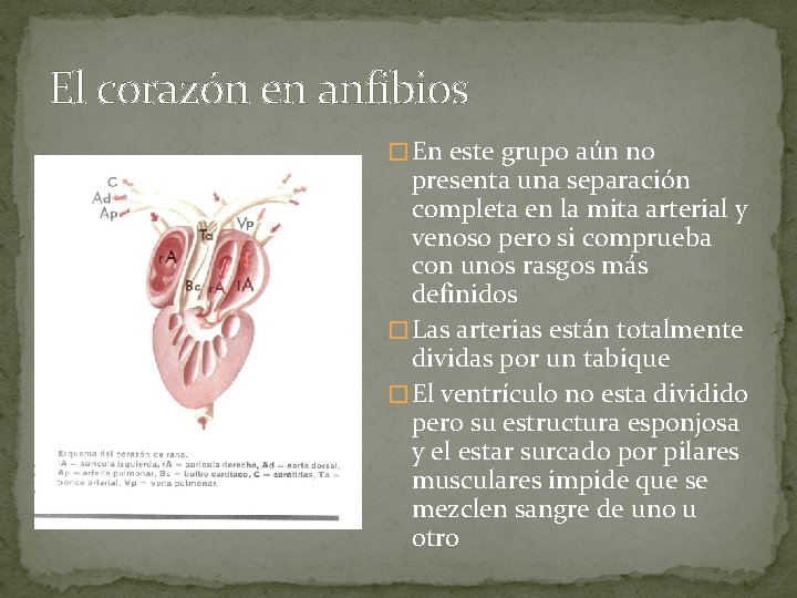 El corazón en anfibios � En este grupo aún no presenta una separación completa