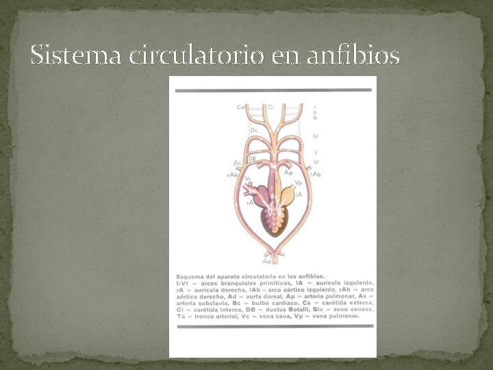 Sistema circulatorio en anfibios 