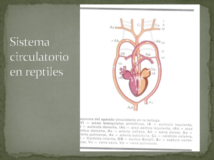 Sistema circulatorio en reptiles 
