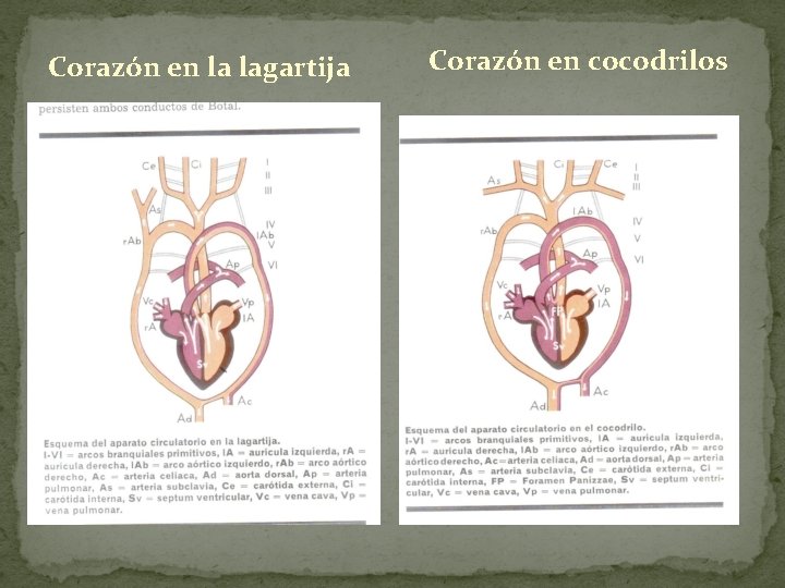Corazón en la lagartija Corazón en cocodrilos 