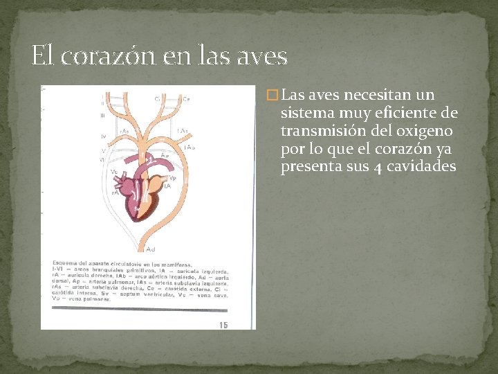 El corazón en las aves � Las aves necesitan un sistema muy eficiente de
