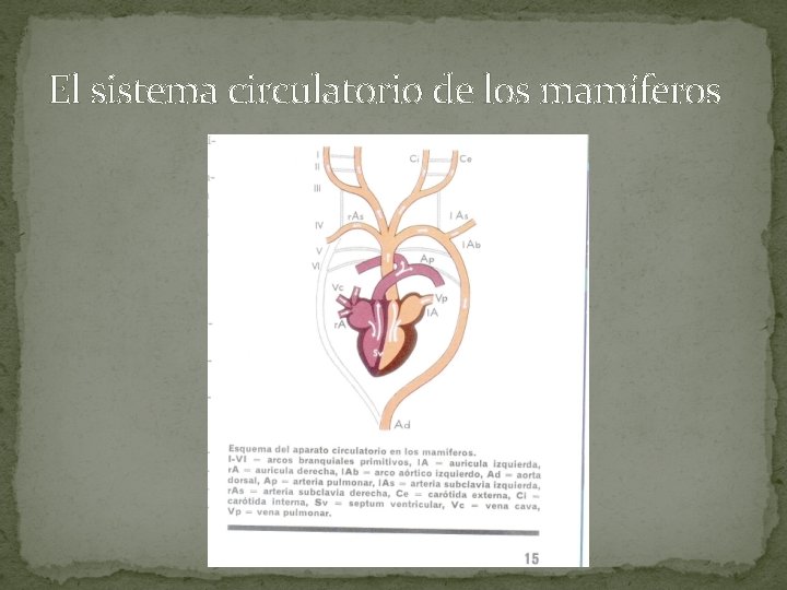 El sistema circulatorio de los mamíferos 