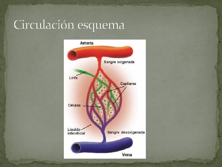 Circulación esquema 
