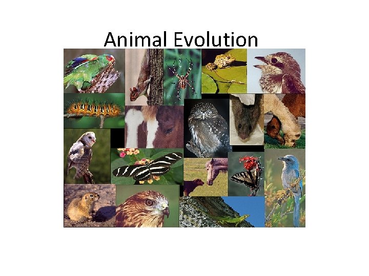 Animal Evolution 