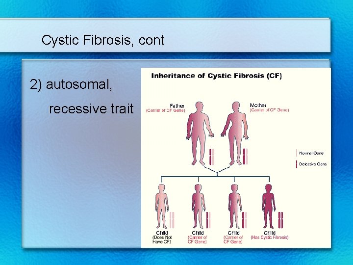 Cystic Fibrosis, cont 2) autosomal, recessive trait 