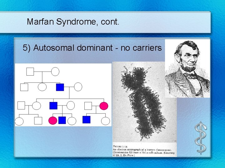 Marfan Syndrome, cont. 5) Autosomal dominant - no carriers 