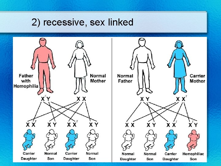 2) recessive, sex linked 2) recessive, sex-linked disorder 