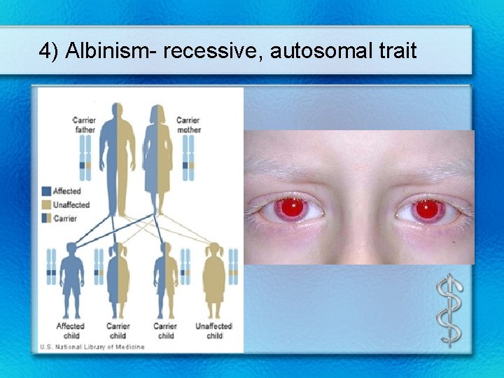 4) Albinism- recessive, autosomal trait 